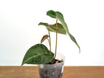 Anthurium Amazon King Stripes (Forgetii x Regale)