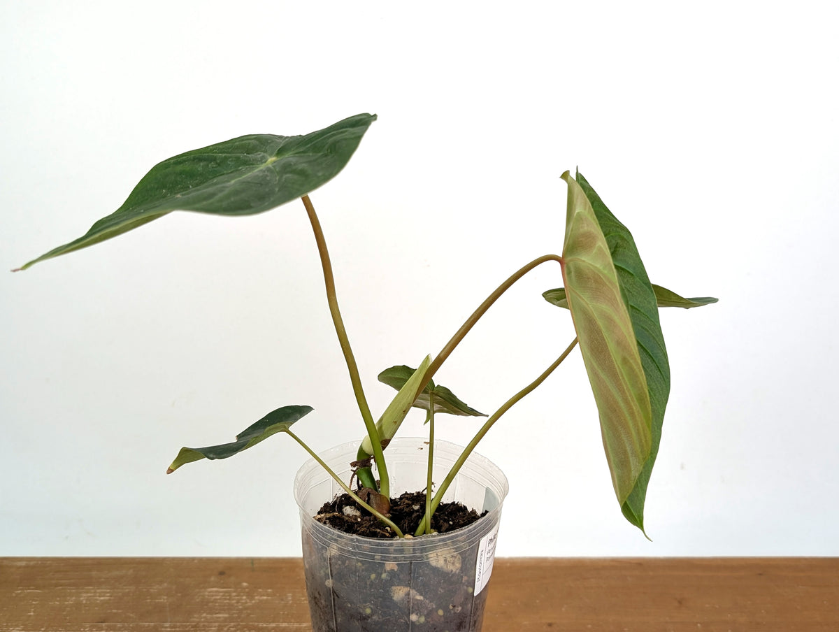 Philodendron Verrucosum 2 x Pastazanum