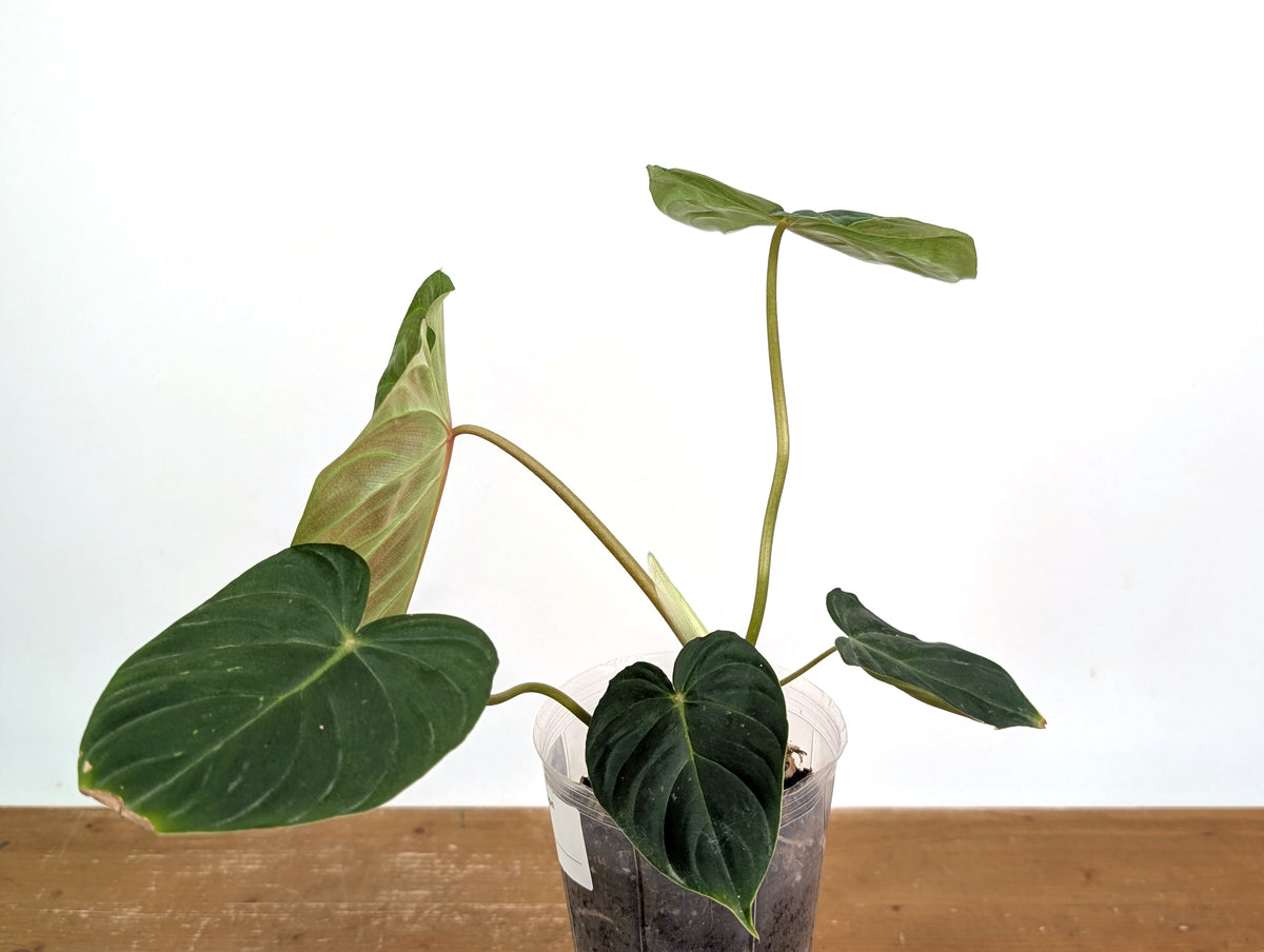 Philodendron Verrucosum 2 x Pastazanum