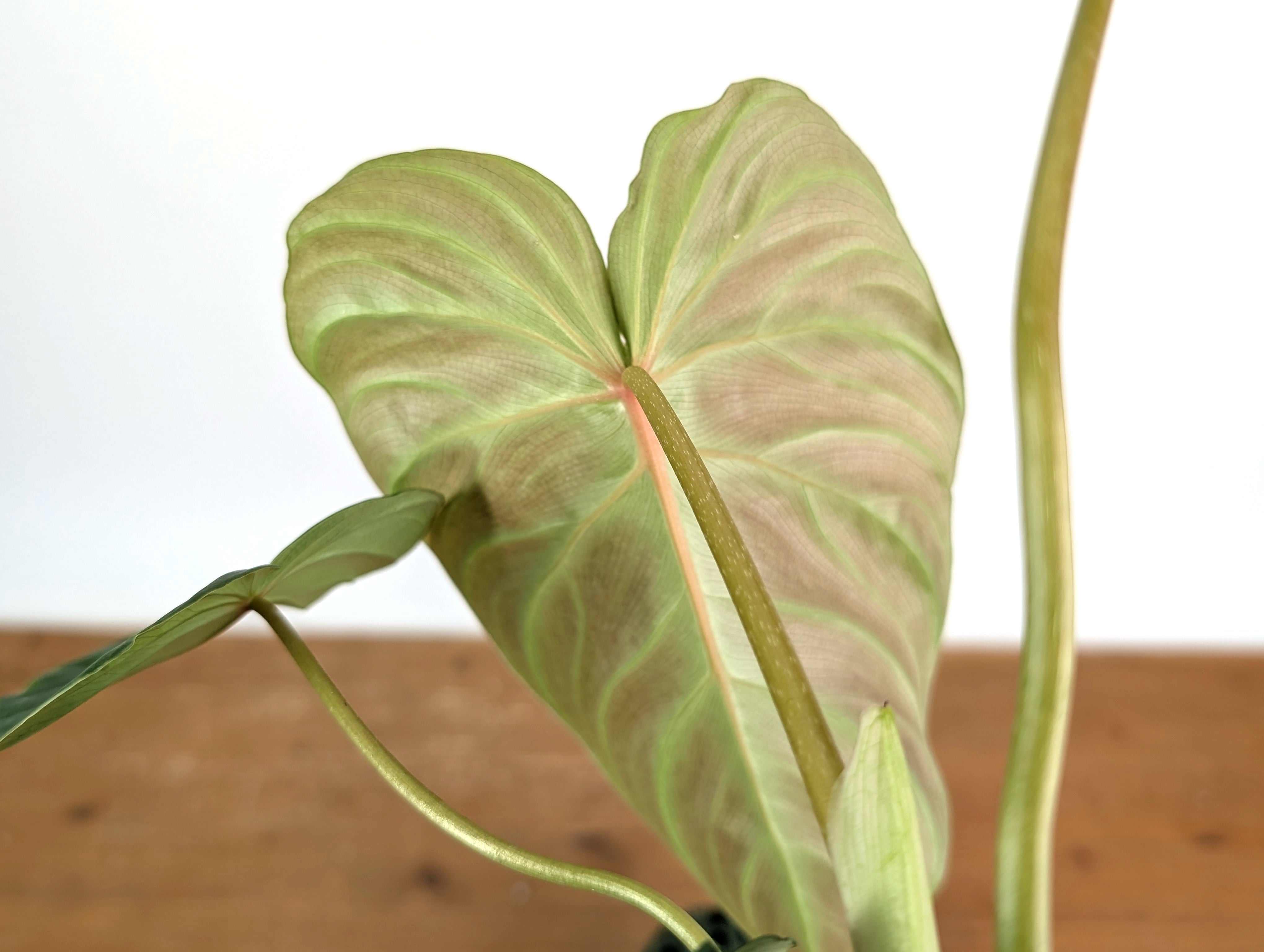 Philodendron Verrucosum 2 x Pastazanum – Plantamani Plants