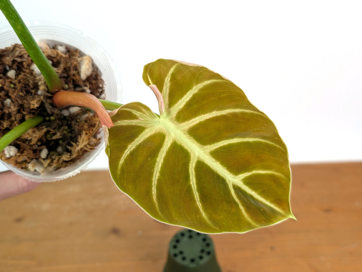 Philodendron Luxurians