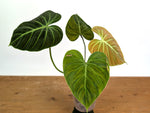 Philodendron Rubrijuvenile 'El Choco Red'