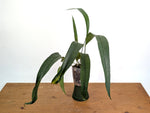 Anthurium Fornicifolium