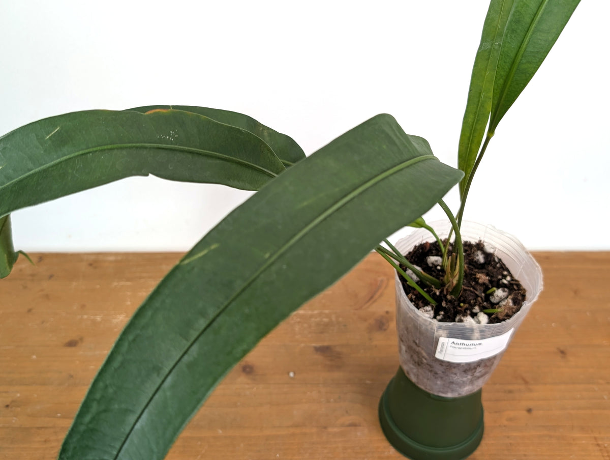 Anthurium Fornicifolium