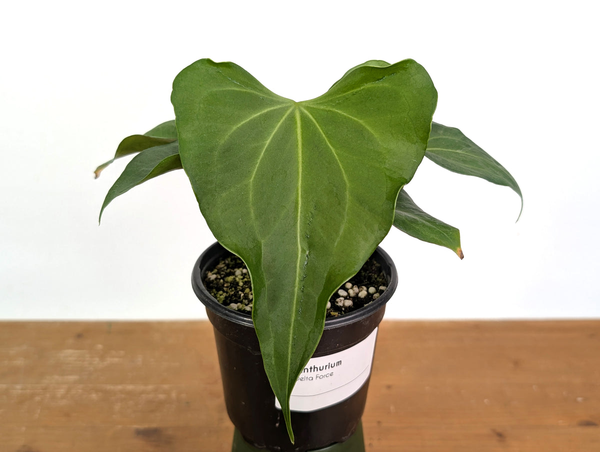 Anthurium Delta Force