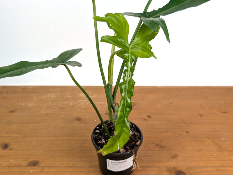 Philodendron Belle Isle