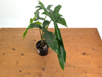 Philodendron Belle Isle