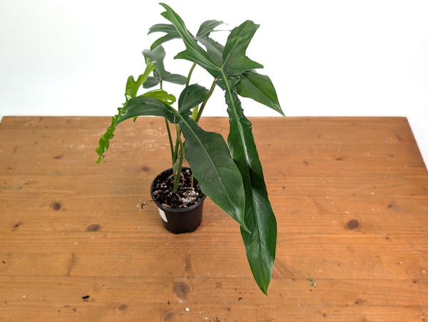 Philodendron Belle Isle