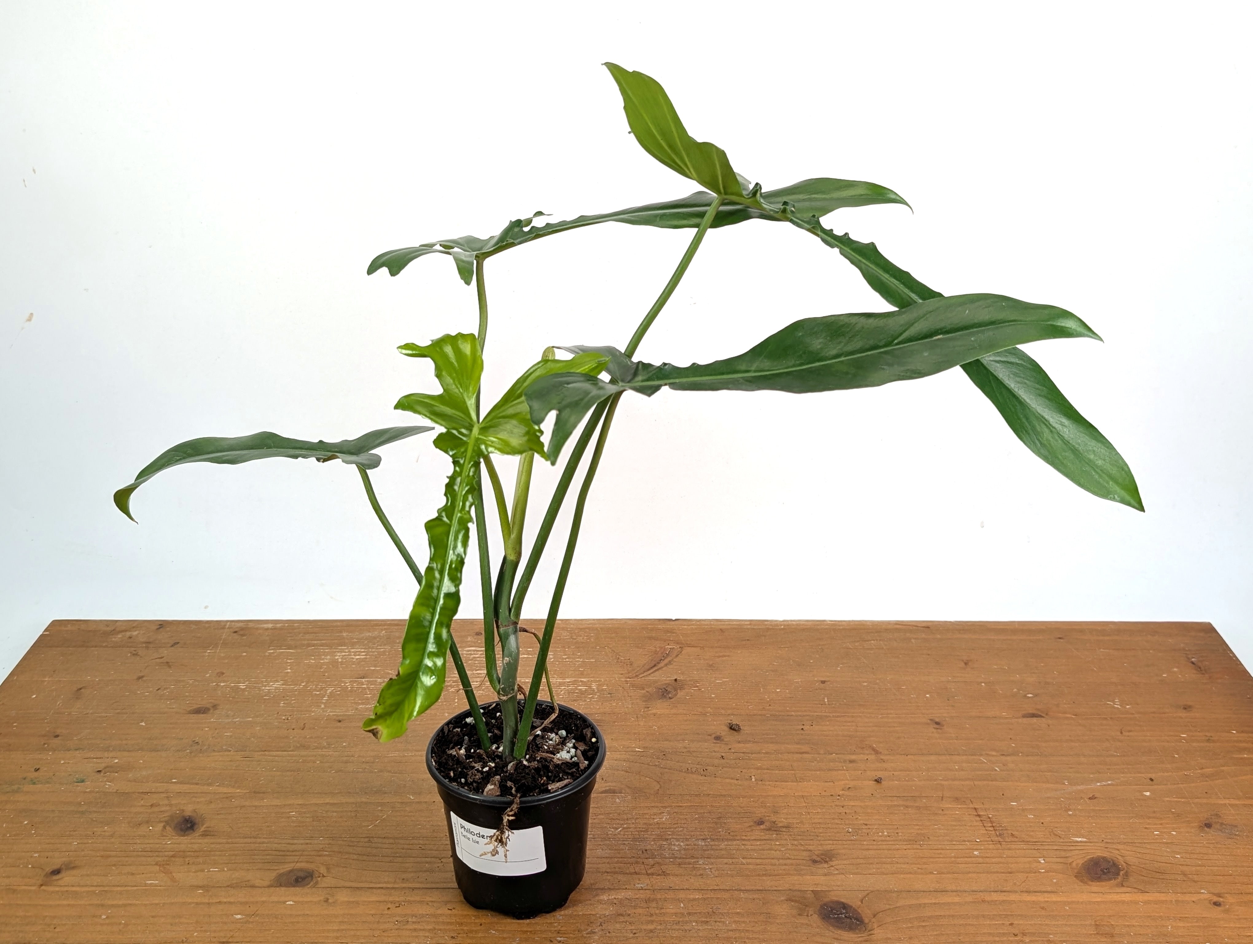 Philodendron Belle Isle – Plantamani Plants