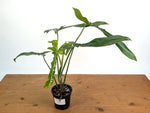Philodendron Belle Isle