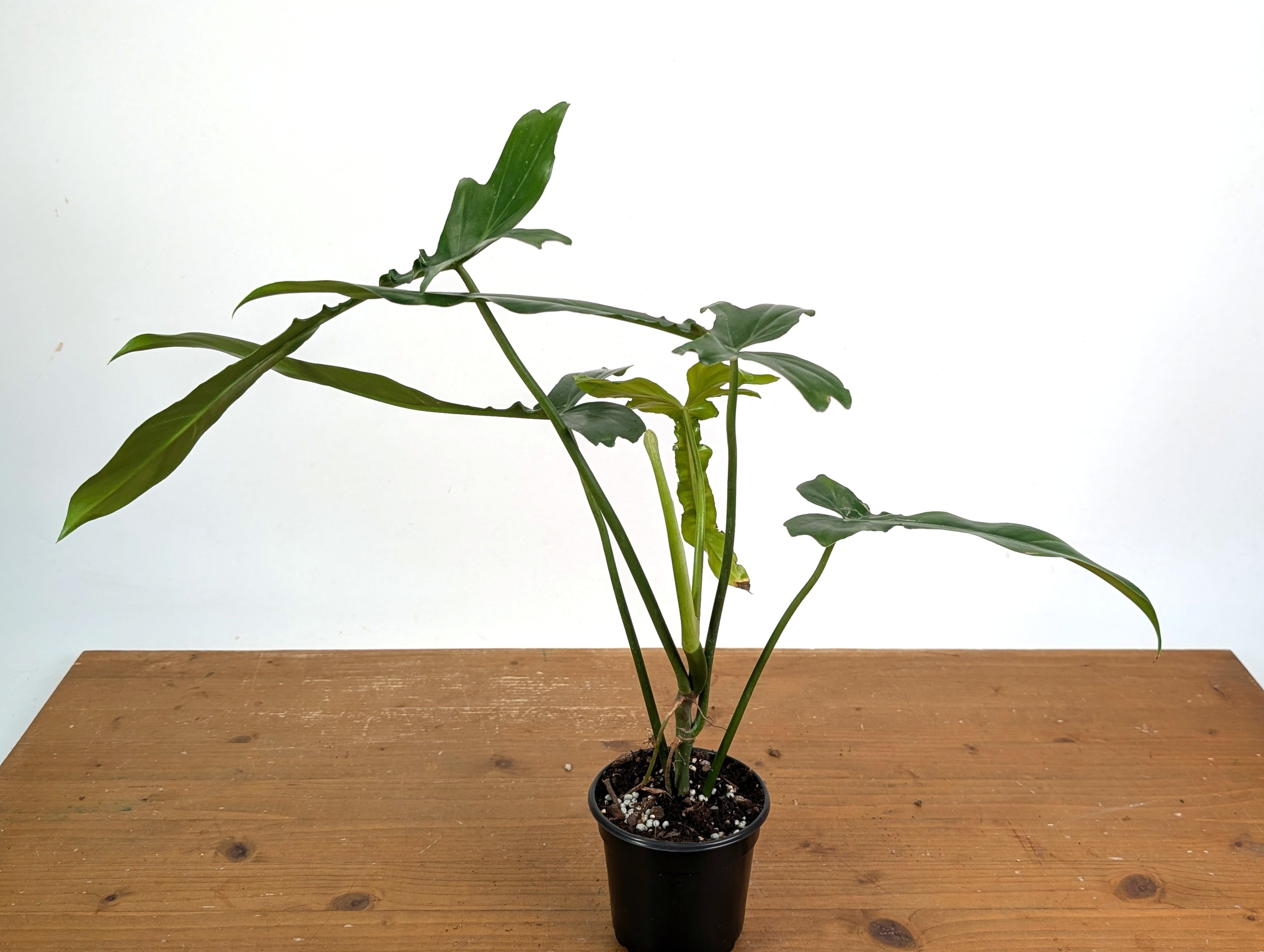 Philodendron Belle Isle – Plantamani Plants