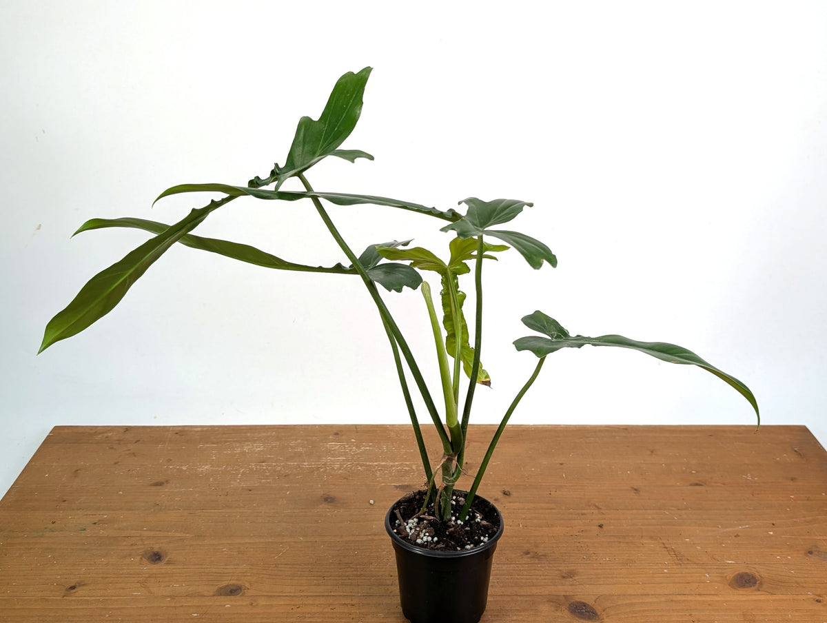 Philodendron Belle Isle