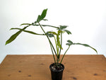 Philodendron Belle Isle