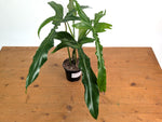 Philodendron Belle Isle