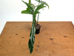 Philodendron Belle Isle