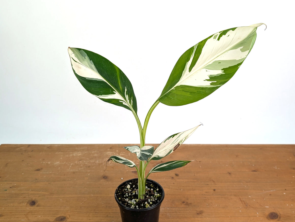 Musa × paradisiaca 'Ae Ae' Variegated Banana