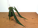Anthurium Pallidiflorum - Narrow Dark - Exact Plant #22A