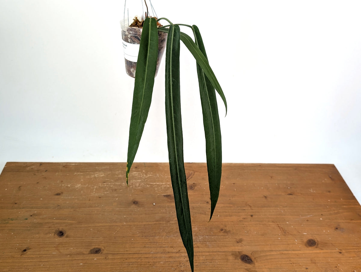 Anthurium Pallidiflorum - Narrow Dark - Exact Plant #22A