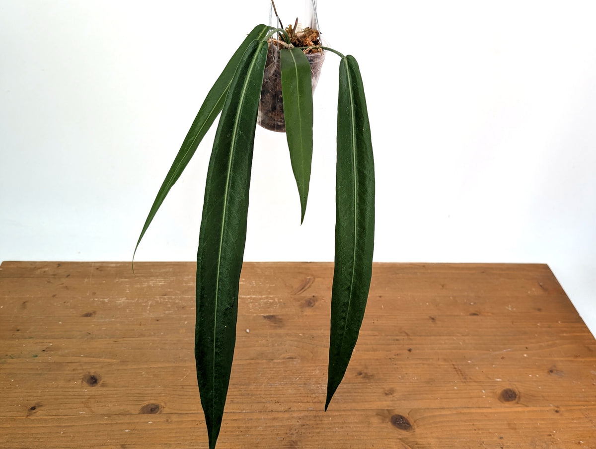 Anthurium Pallidiflorum - Narrow Dark - Exact Plant #22A