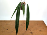 Anthurium Pallidiflorum - Narrow Dark - Exact Plant #22A