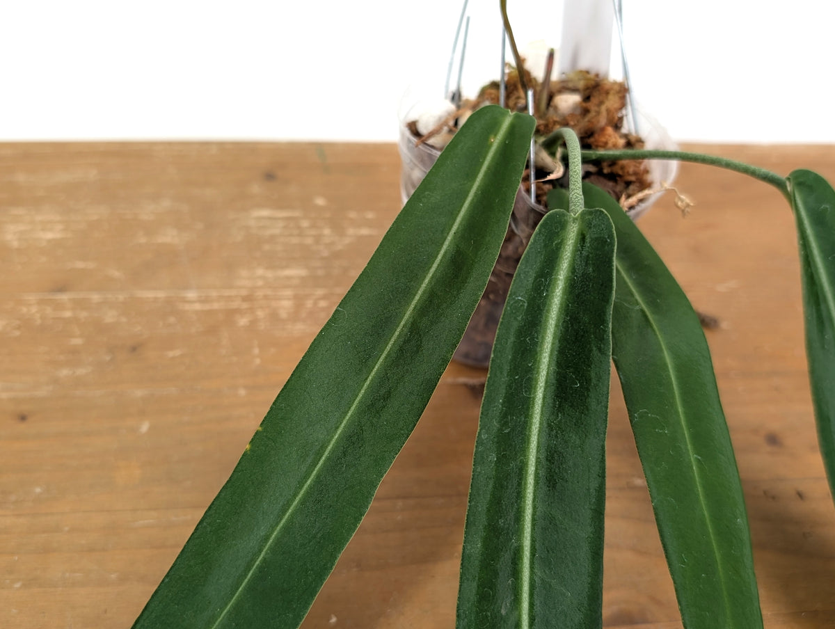 Anthurium Pallidiflorum - Narrow Dark - Exact Plant #22A