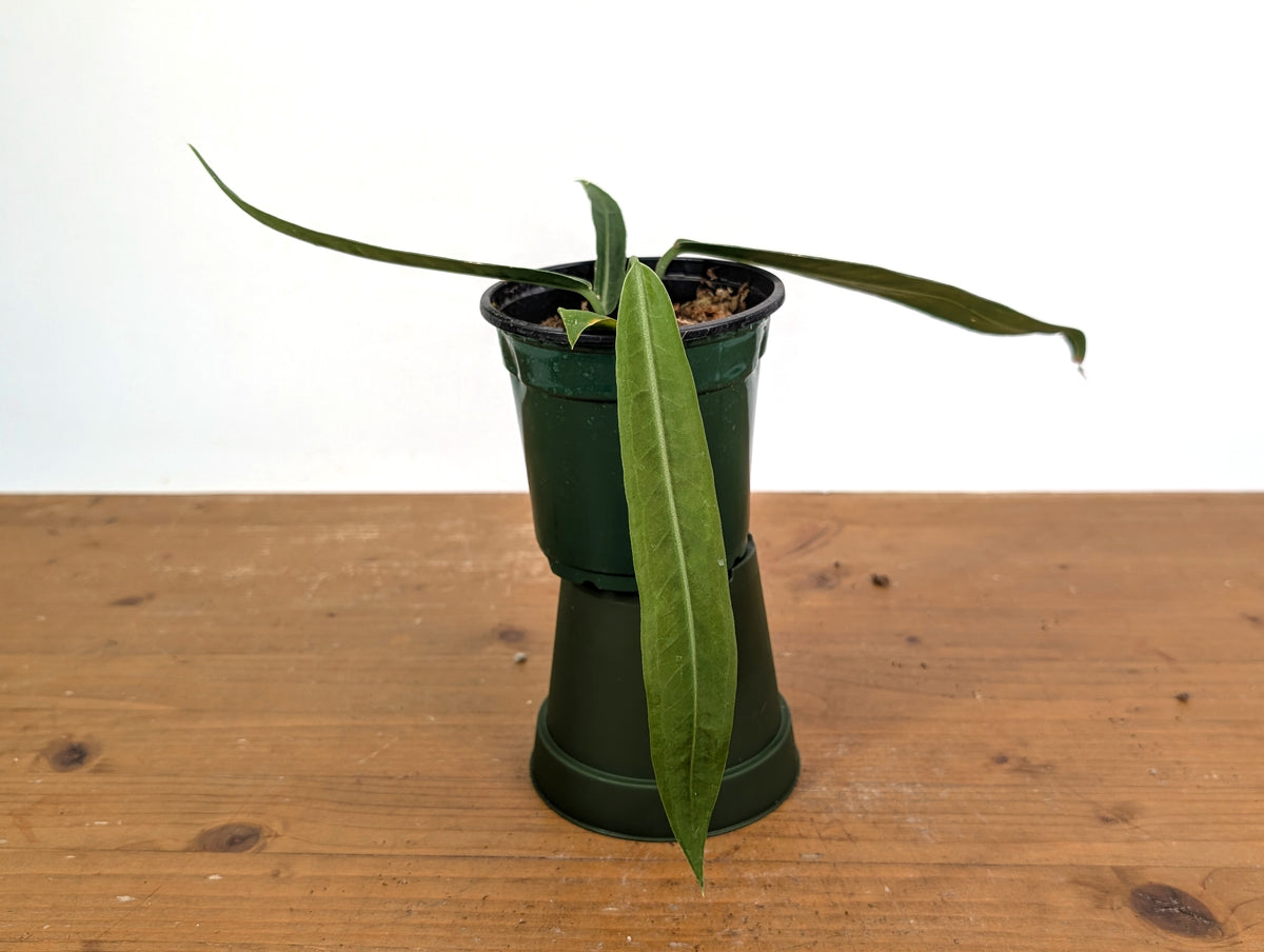 Anthurium Pallidiflorum - Narrow Prominent Ribs - Exact Plant #22B