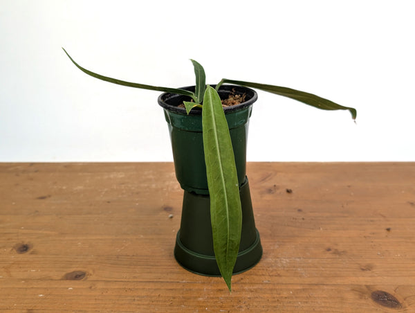 Anthurium Pallidiflorum - Narrow Prominent Ribs - Exact Plant #22B