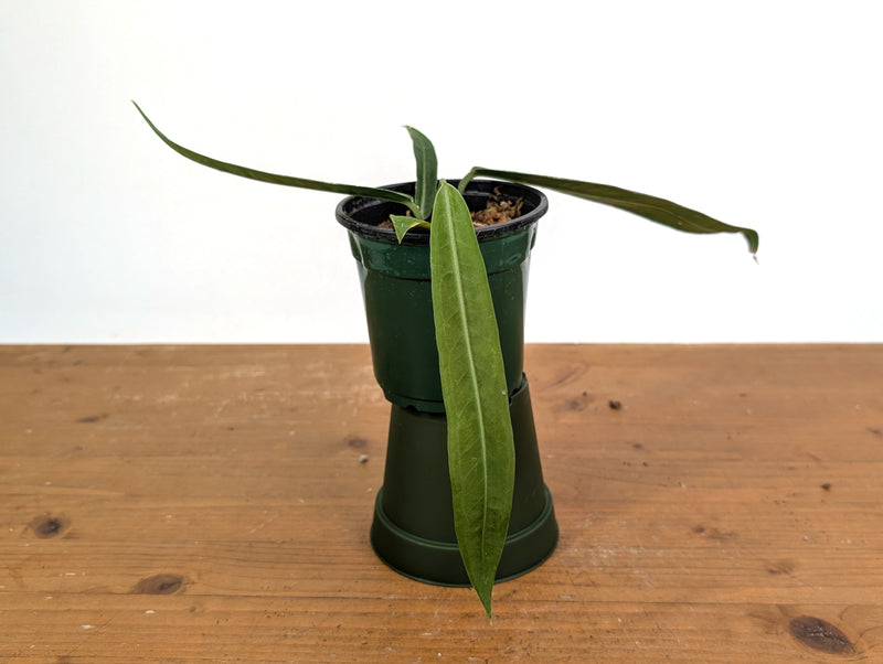 Anthurium Pallidiflorum - Narrow Prominent Ribs - Exact Plant #22B