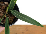 Anthurium Pallidiflorum - Narrow Prominent Ribs - Exact Plant #22B