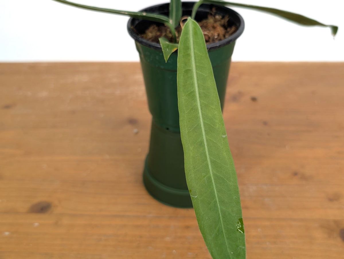Anthurium Pallidiflorum - Narrow Prominent Ribs