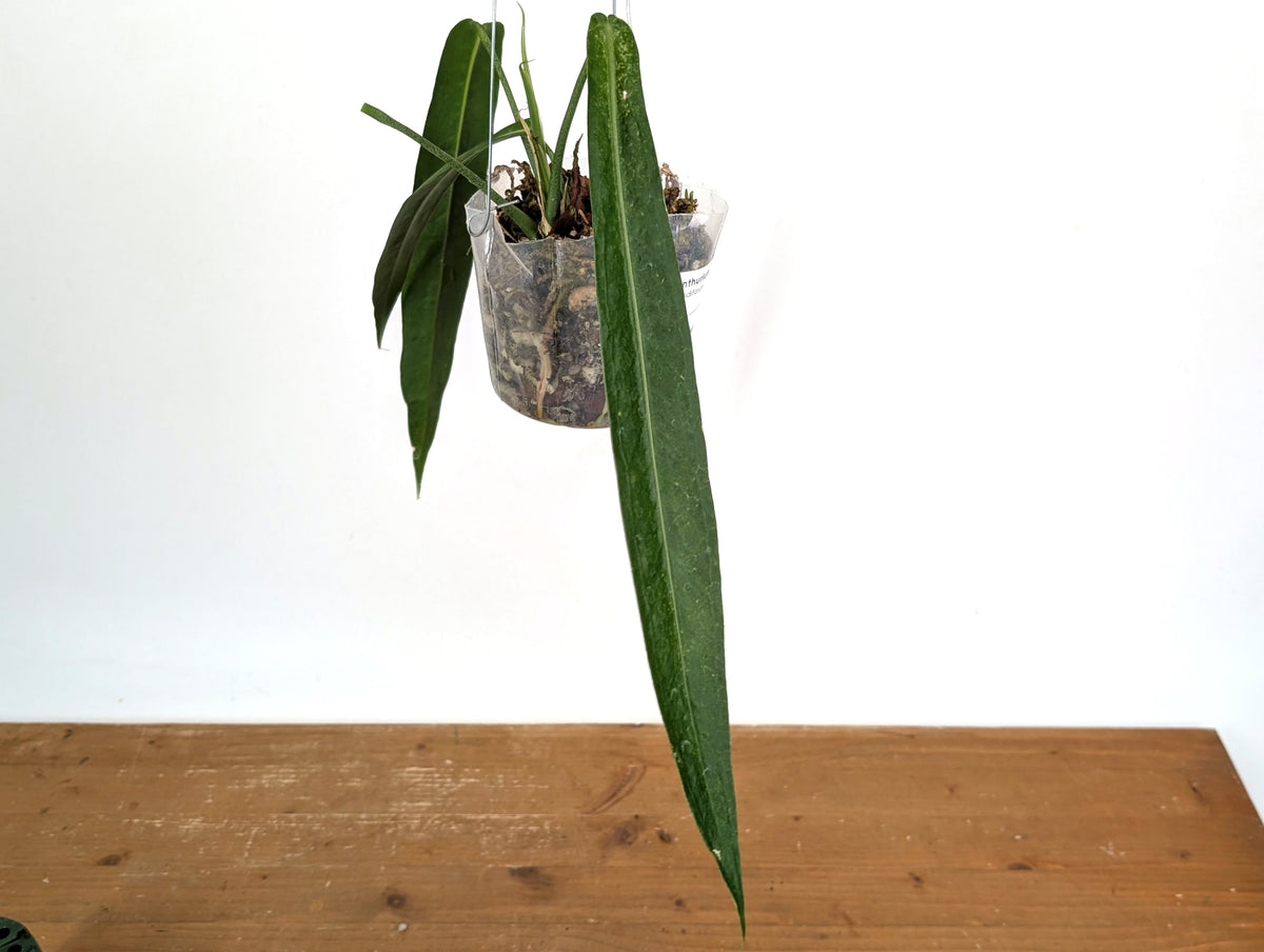 Anthurium Pallidiflorum - Narrow Dark - Exact Plant #22C