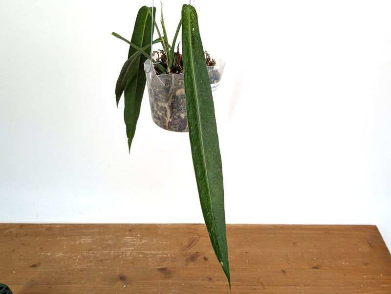 Anthurium Pallidiflorum - Narrow Dark - Exact Plant #22C