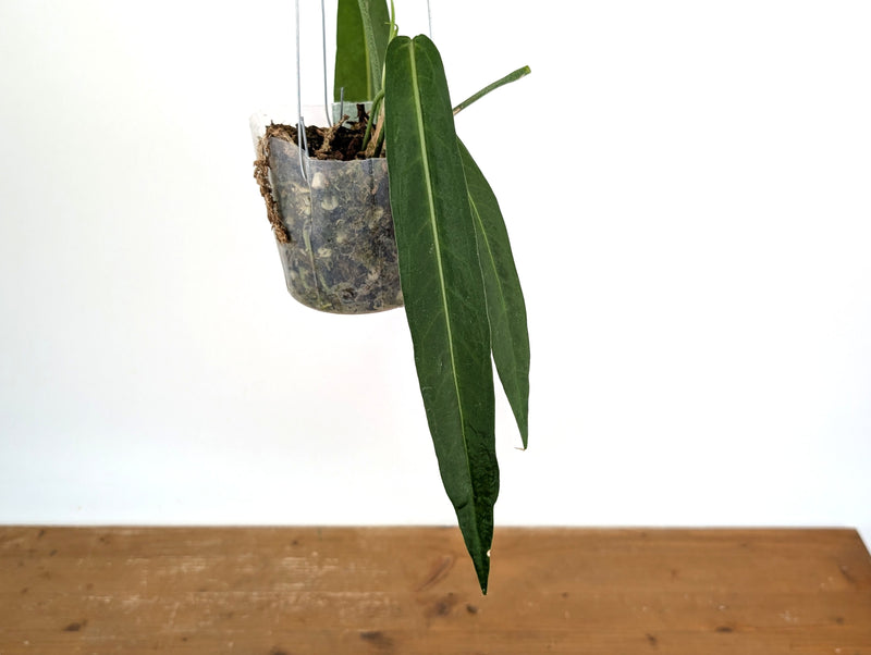 Anthurium Pallidiflorum - Narrow Dark - Exact Plant #22C