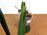 Anthurium Pallidiflorum - Narrow Dark - Exact Plant #22C