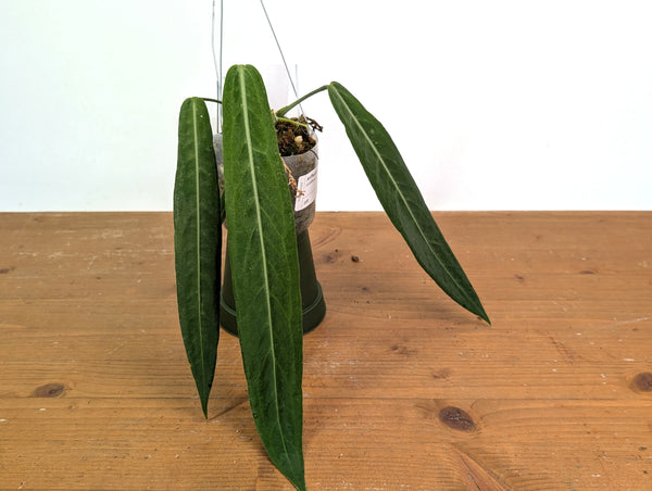 Anthurium Pallidiflorum - Narrow with Prominent Ribs - Exact Plant #22D