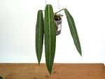 Anthurium Pallidiflorum - Narrow with Prominent Ribs - Exact Plant #22D