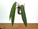 Anthurium Pallidiflorum - Narrow with Prominent Ribs - Exact Plant #22D