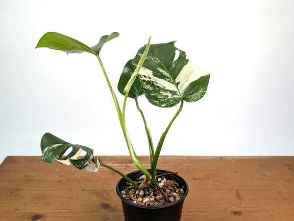 Monstera deliciosa 'Albo Variegated' - Exact Plant #24A 6 inch pot