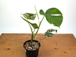 Monstera deliciosa 'Albo Variegated' - Exact Plant #24A 6 inch pot
