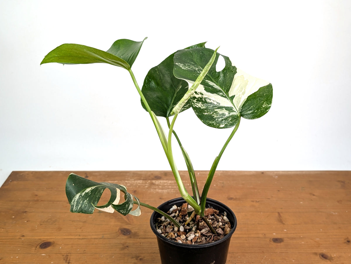 Monstera deliciosa 'Albo Variegated' - Exact Plant #24A 6 inch pot