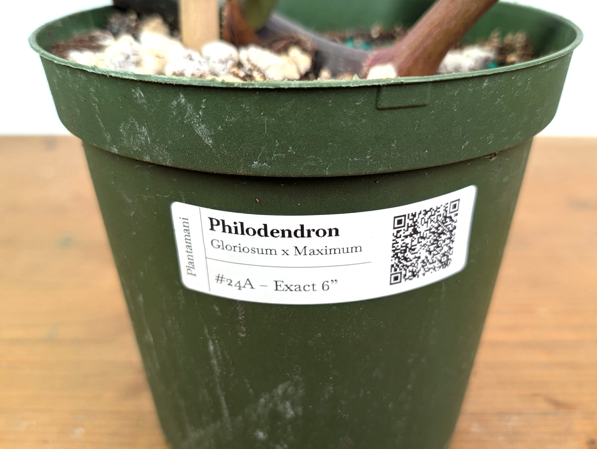 Philodendron Gloriosum x Maximum Variegated - Exact Plant #24A HUGE Leaf over 12" in 6" Pot