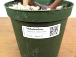 Philodendron Gloriosum x Maximum Variegated - Exact Plant #24A HUGE Leaf over 12" in 6" Pot