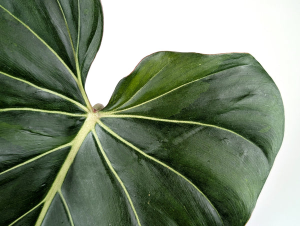 Philodendron Gloriosum x Maximum Variegated - Exact Plant #24A HUGE Leaf over 12" in 6" Pot