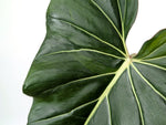 Philodendron Gloriosum x Maximum Variegated - Exact Plant #24A HUGE Leaf over 12" in 6" Pot
