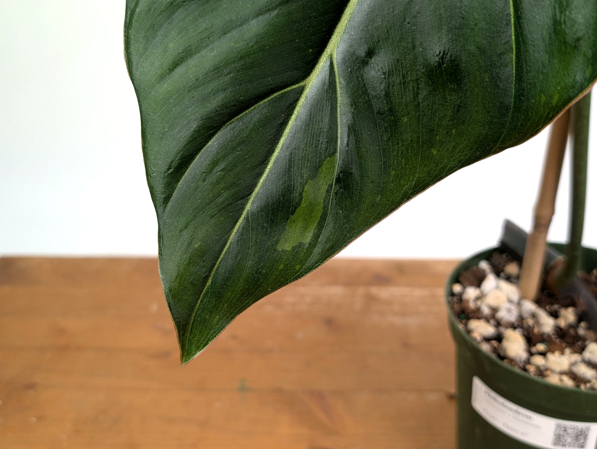 Philodendron Gloriosum x Maximum Variegated - Exact Plant #24A HUGE Leaf over 12" in 6" Pot