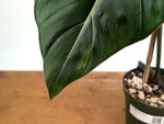 Philodendron Gloriosum x Maximum Variegated - Exact Plant #24A HUGE Leaf over 12" in 6" Pot