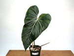 Philodendron Gloriosum x Maximum Variegated - Exact Plant #24A HUGE Leaf over 12" in 6" Pot