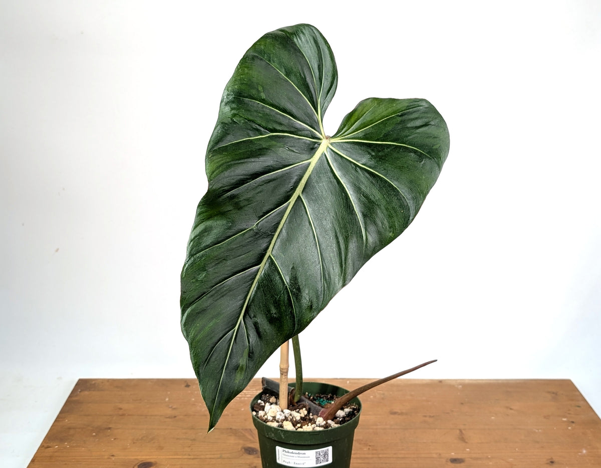 Philodendron Gloriosum x Maximum Variegated - Exact Plant #24A HUGE Leaf over 12" in 6" Pot