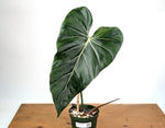 Philodendron Gloriosum x Maximum Variegated - Exact Plant #24A HUGE Leaf over 12" in 6" Pot