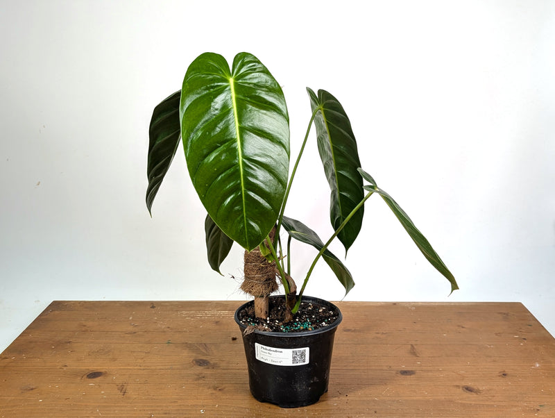 Philodendron Green Sky - Exact XL Plant in 6" Pot - #24A
